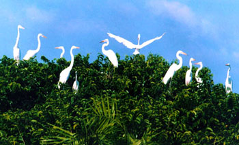 Photo of Entry:  Beautiful birds in Bac Lieu