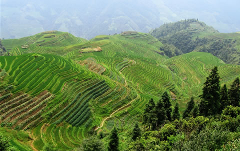 Photo of Entry:  The beauty of terraced fields
