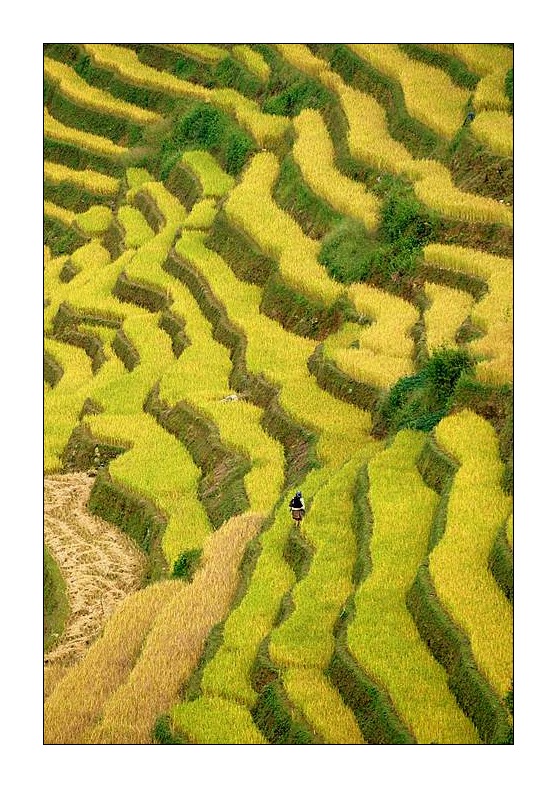 Photo of Entry:  Mu Cang Chai in late rice harvest season
