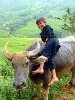 Photos boy rides on buffalo Sapa Vietnam - Sapa