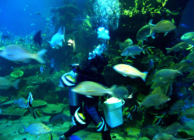 Photos Vinpearl Under Sea Castle 2