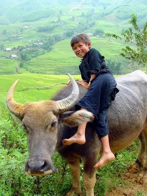 Photos boy rides on buffalo Sapa Vietnam - Sapa