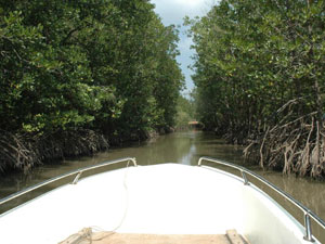 Photos CanGio-mangrove - Ho Chi Minh City