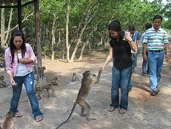 Photos Can Gio Ecological Tourism Site 1