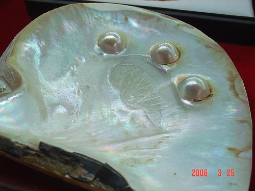 Photos Pearl Farm 6