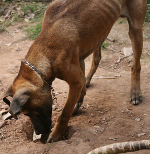 Photos Phu Quoc Dog Farm 3 - Phu Quoc Dog Farm