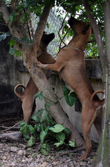 Photos Phu Quoc Dog Farm 5
