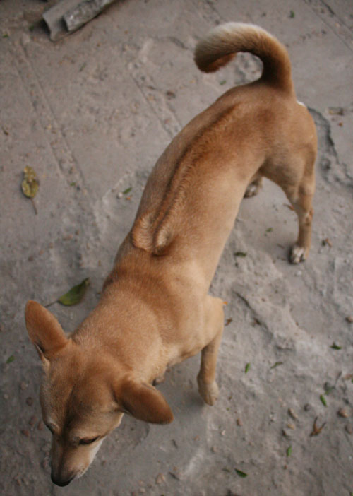 Photos Phu Quoc Dog Farm 2