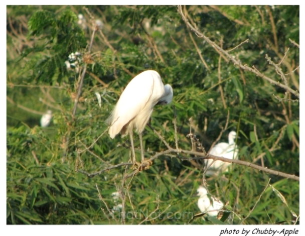 Photos Bang Lang Stork Garden 4