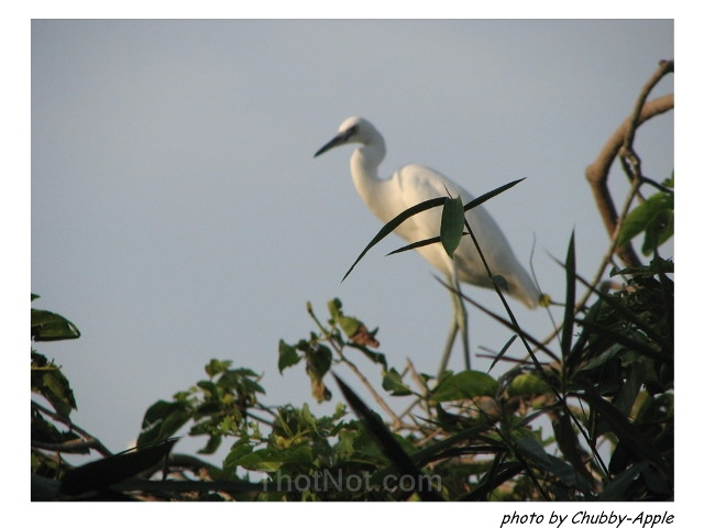 Photos Bang Lang Stork Garden 5