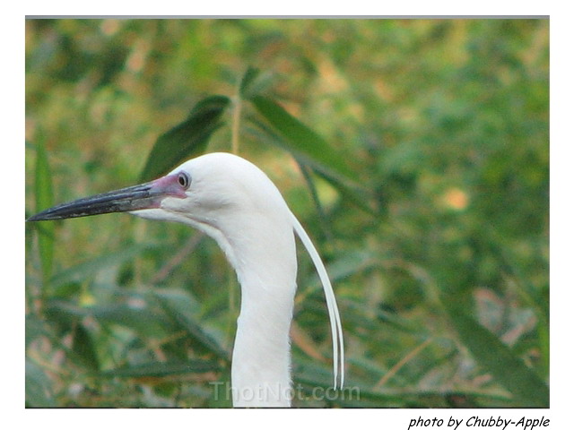 Photos Bang Lang Stork Garden 2