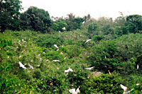 Photos Bang Lang Stork Garden 1