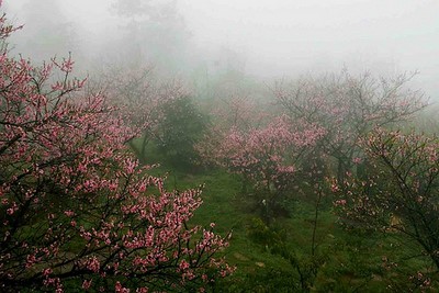 Photo of Entry:  Tet in Sapa