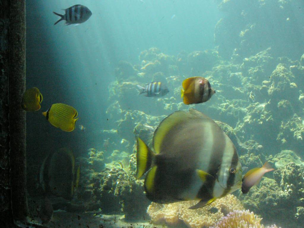 Photos Tri Nguyen Aquarium 1
