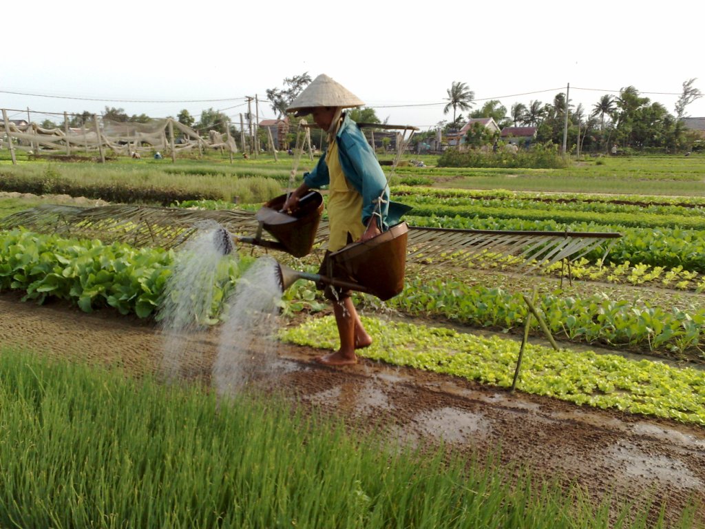 Photos Tra Que Vegetable Village 2