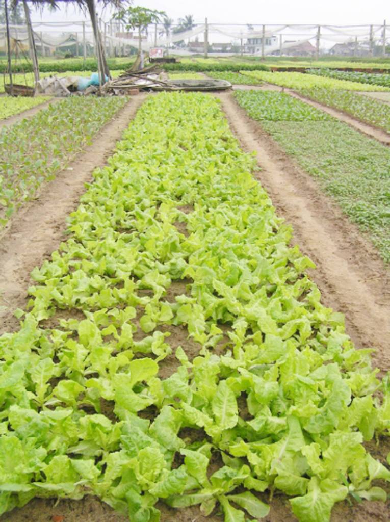 Photos Tra Que Vegetable Village 3