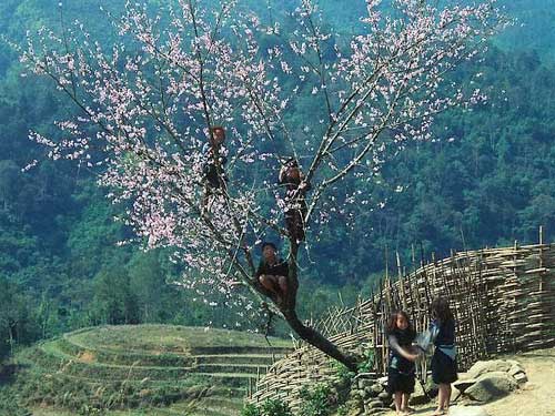 Photo of Entry:  Sa Pa Vietnam in spring time