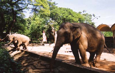 Photos Sai Gon Zoo 1 - Sai Gon Zoo