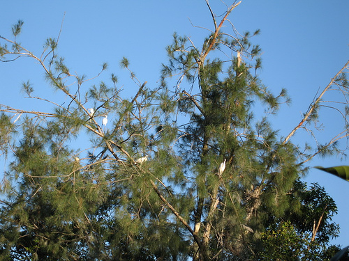 Photos Ca Mau Bird Garden 1