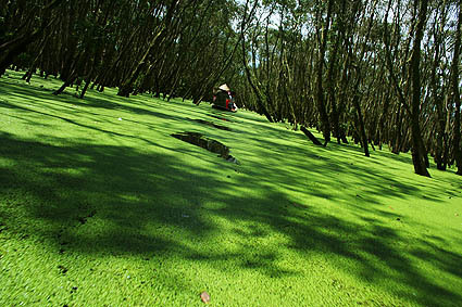 Photos Tra Su Forest 2
