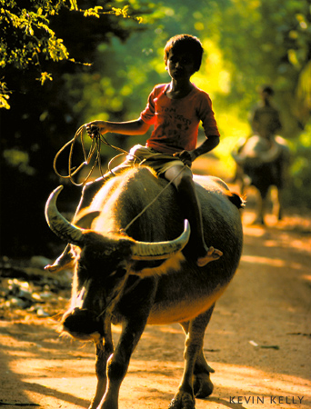 Photo of Entry:  Buffalo tours of pottery town