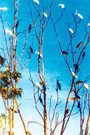 Photos Vam Ho Bird Garden 1 - Vam Ho Bird Garden