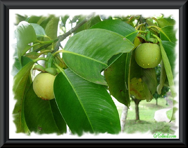 Photos Cai Mon Orchard 1 - Cai Mon Orchard