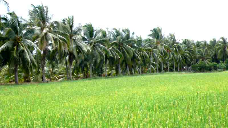 Photos Ben Tre 2