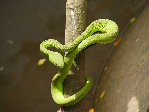 Photos Dong Tam Snake Village 3 - Dong Tam Snake Village