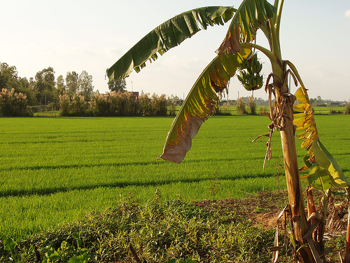 Photos Tien Giang 2 - Tien Giang