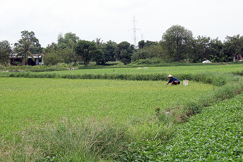 Photos Cu lao Pho Island 2