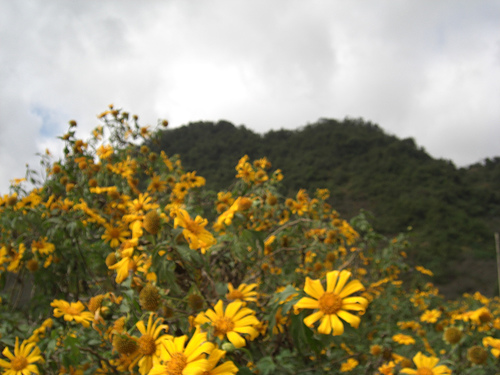 Photos Moc Chau Highland 1