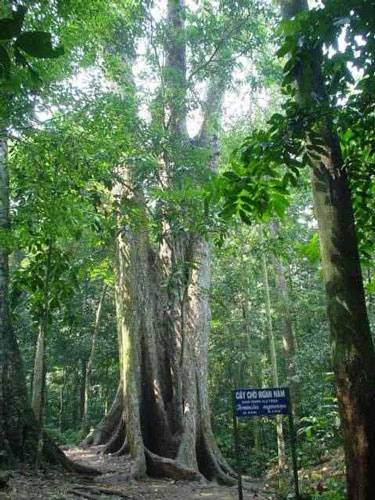 Photos Cuc Phuong National Park 5 - Cuc Phuong National Park