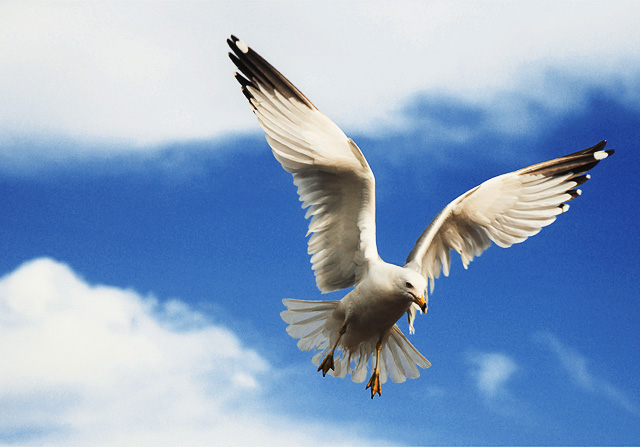 Photo of Entry:  Watching sea-gulls in Nha Trang