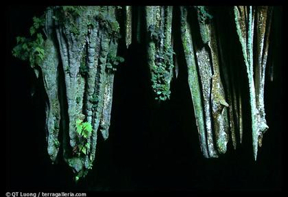 Photos Phong Nha Cave 7 - Phong Nha Cave