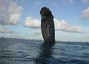 Photos Dua Islet 1