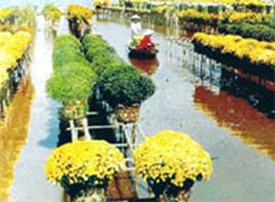 Photos SaDec Flower Gardens 2