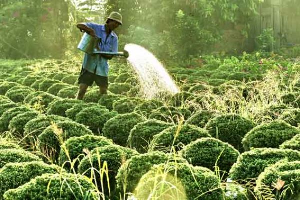 Photos SaDec Flower Gardens 1