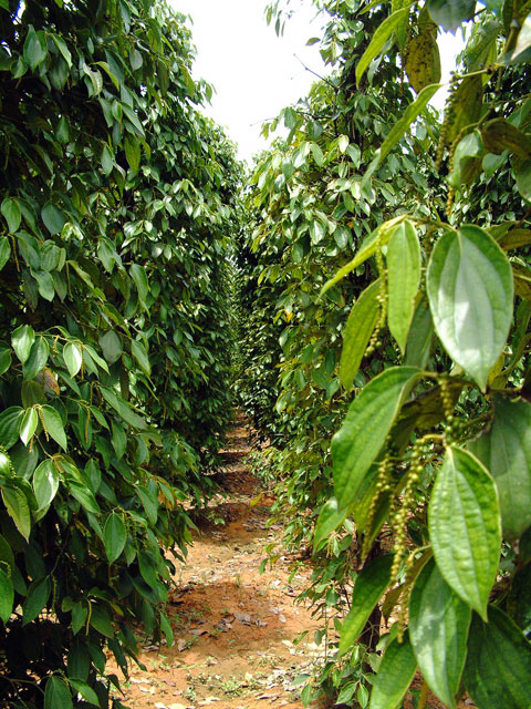 Photos Phu Quoc 16