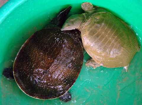 Photos Phu Quoc 2