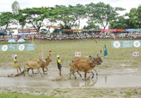 Photo of Entry:  Unique tour to traditional bull races