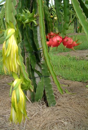 Photo of Entry:  Traveling to the land of dragon fruit