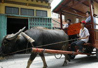 Photo of Entry:  A buffalo-drawn carriage