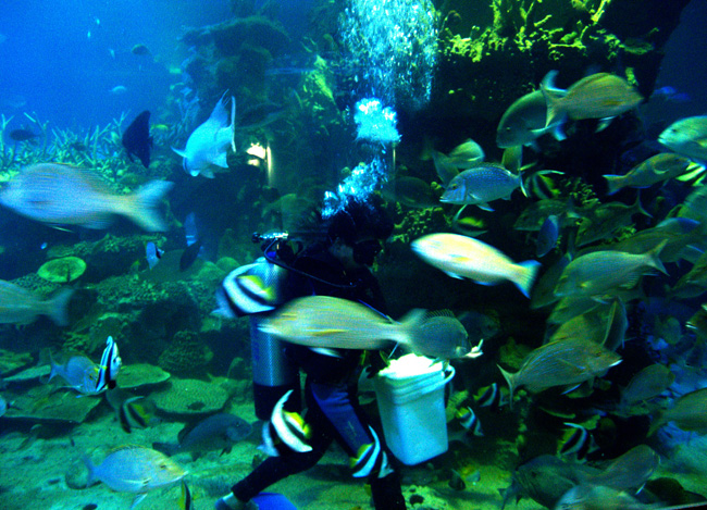 Photos Vinpearl Under Sea Castle 2 - Vinpearl Under Sea Castle