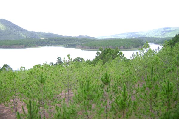 Photos All Forest lake 1 - Tuyen Lam Lake